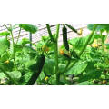 Parthenocarpy Beth AIpha 10-12cm mid-East greenhouse f1 hybrid pickling cucumber seeds